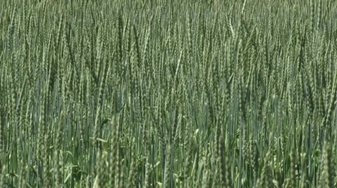 Triticum spelta , wheat - full screen Stock Footage 30701649