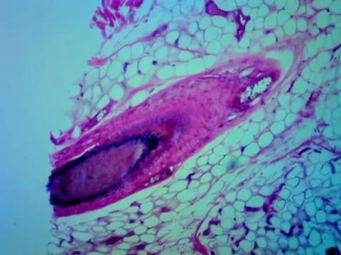 Triticum (Wheat) Lower Epidermis Surface View Stock-Fotos