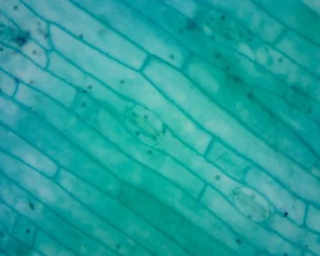 Triticum (Wheat) Lower Epidermis Surface View Stock Photos