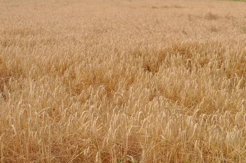 Triticum wheat Stock Photos