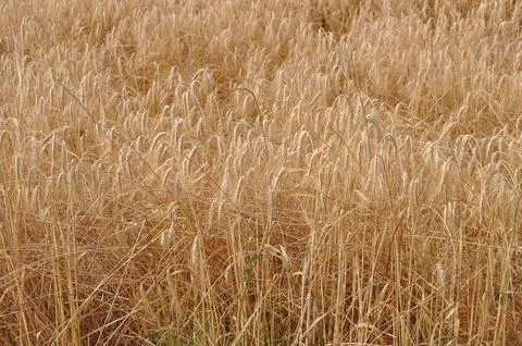 Triticum wheat Stock Photos