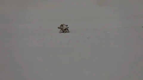 TRITON BAY Stock Footage 127614893