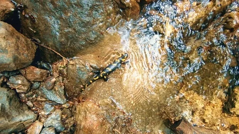 Triton in the river Stock Footage 95231276