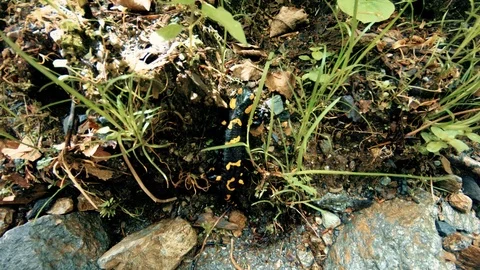 Triton in the river Stock Footage 95231651