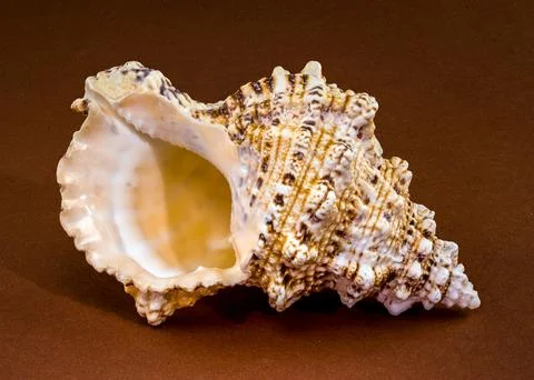 Triton shell Monoplex parthenopeus on a solid brown background Stock Photos