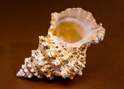 Triton shell Monoplex parthenopeus on a solid brown background Stock Photos