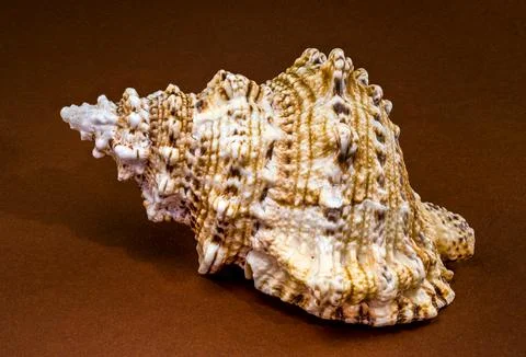 Triton shell Monoplex parthenopeus on a solid brown background 写真素材