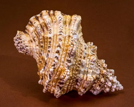 Triton shell Monoplex parthenopeus on a solid brown background Stock Photos
