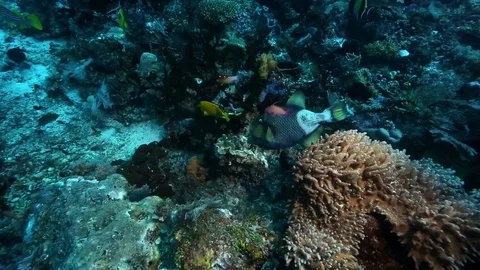 Triton triggerfish eating coral surrounded by other reef fish Stock Footage 80365380