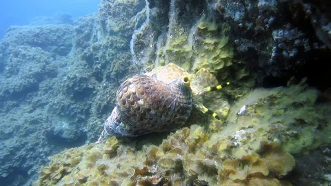 Tritonsnail Stock Footage 94405463