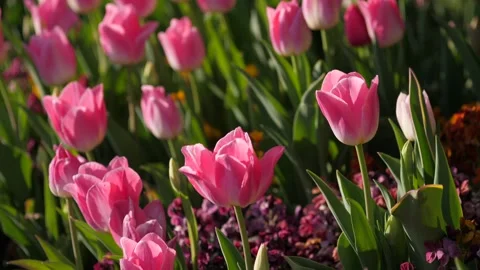 Triumph Tulips: Spring Radiance Vídeos de archivo 339274179