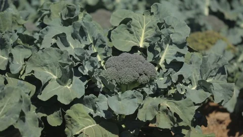 Triumphant Healthy Broccoli Stock Footage 94643056