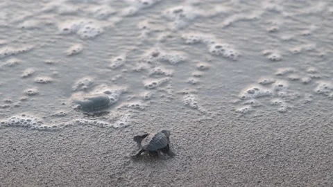 The triumphant moment that a newborn Loggerhead turtle reaches the sea Stock Footage 137588999