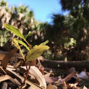 Triumphant 库存照片