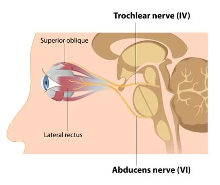 Trochlear and Abducens nerves Stock Illustration