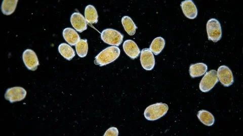 Trochophore larvae under a microscope Stock Footage 289802161