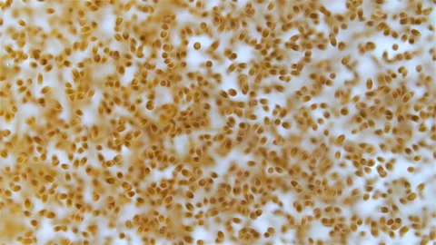 Trochophore larvae under a microscope, possibly  phylum Porifera Stock Footage 315157407