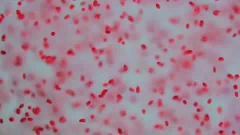 Trochophore larvae under a microscope, possibly phylum Porifera Stock Footage 315157895