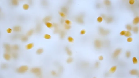 Trochophore larvae under a microscope. Sample was in White Sea. Stock Footage 320227097