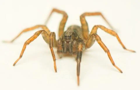 Trochosa Stock Photos