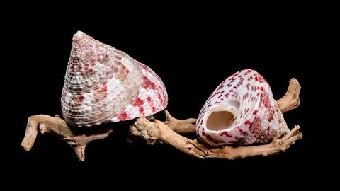 Trochus Shell on Driftwood Background Foto stock
