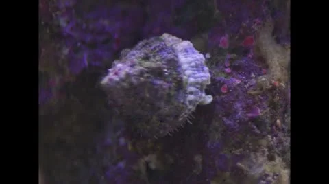Trocus Snail Stock-Footage 8984886