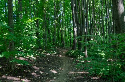 A trodden path in a dense green forest Stock Photos