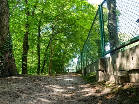 Trodden path going in middle of forest around green trees Stockfoto's