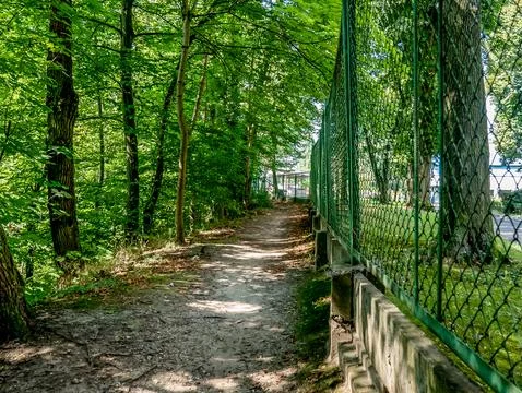 Trodden path going in middle of forest around green trees Stock-Fotos