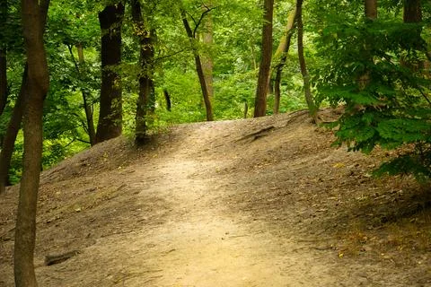 A trodden path in a green forest Stock Photos