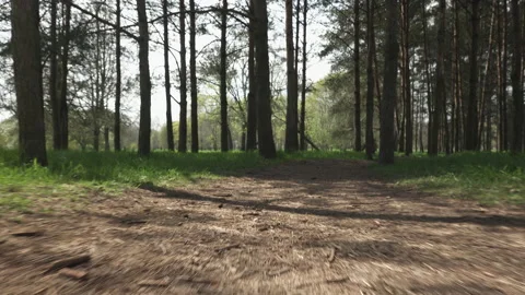 The trodden path in the park passes through a pine grove Stock Footage 130174769
