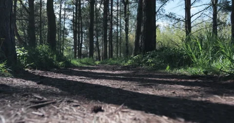 The trodden path in the park passes through a pine grove Stock Footage 131384726
