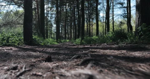 The trodden path in the park passes through a pine grove Stock Footage 131385212
