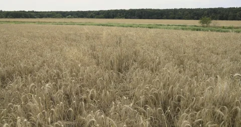 Trodden paths in the grain, 4K slomo Stock Footage 256331878