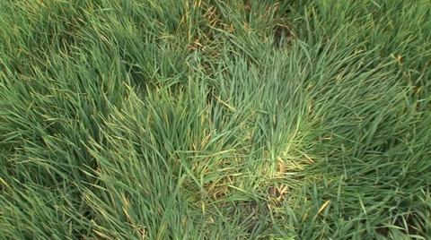 Trodden young wheat Stock-Footage 36987755