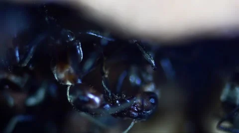 Trofallaxis, Ants, artificial anthill, 스톡 동영상 58816039