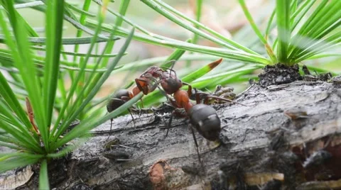 Trofallaxis ( Formica rufa) in Gran Paradiso National Park 스톡 동영상 47243801