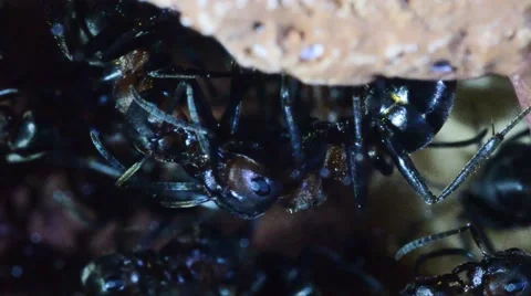 Trofallaxis undergrown in artificial anthill (Formica rufa) 스톡 동영상 58816114