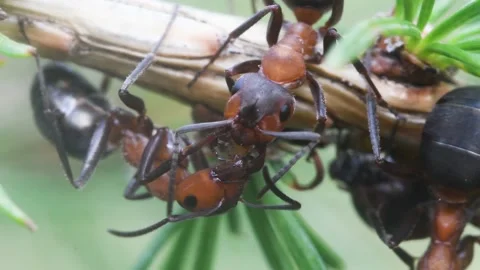 Trofallaxisis, ants, Formica rufa 스톡 동영상 136476869