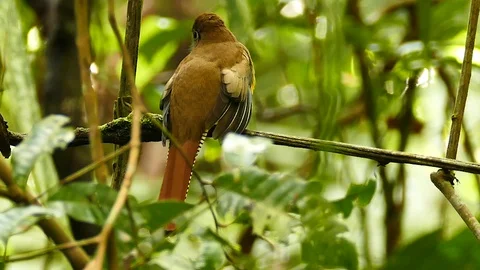 Trogon moving head around while perched on branch Stock Footage 123611123