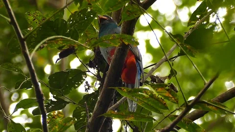 Trogon perched overhead on light wind day in Panama Stock Footage 123630140