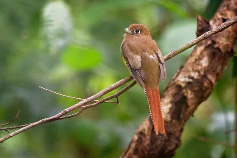 Trogon rufus - Black-throated Trogon, also yellow-bellied trogon, near passer Stock Photos