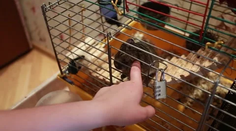 Trohaye hand mouse in a cage Stock Footage 52004064