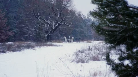 Troika. Three black, three white horses drawn side by side. Slow motion. HD Stock-Footage 100152721
