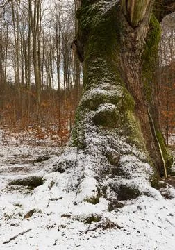 Troll face on old oak tree Stock Photos