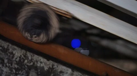 Trolley passes by on the rails Stock Footage 49409382