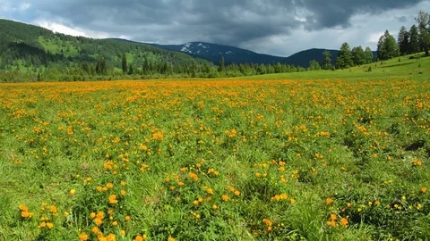 Trollius altaicus in Altai Stock Footage 83021137