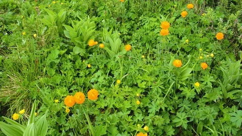 Trollius altaicus in Altai Stock Footage 83024988