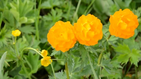 Trollius altaicus in Altai Stock Footage 130605827