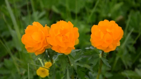 Trollius altaicus in Altai Stock Footage 130605984